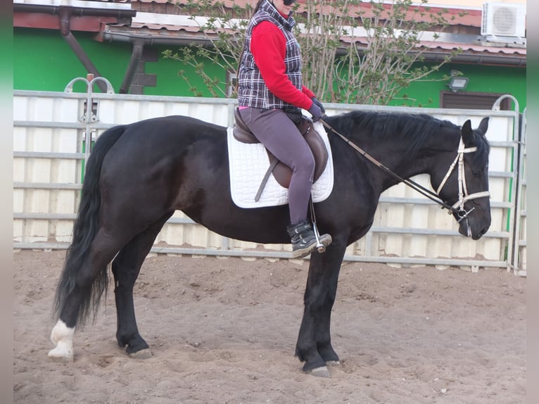 Warmblood pesado Mestizo Yegua 4 años 157 cm Negro in Ellersleben