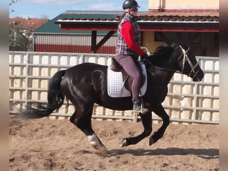 Warmblood pesado Mestizo Yegua 4 años 157 cm Negro in Ellersleben