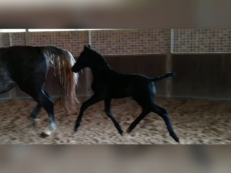Warmblood pesado Yegua 4 años 163 cm Tordillo negro in Kamenz