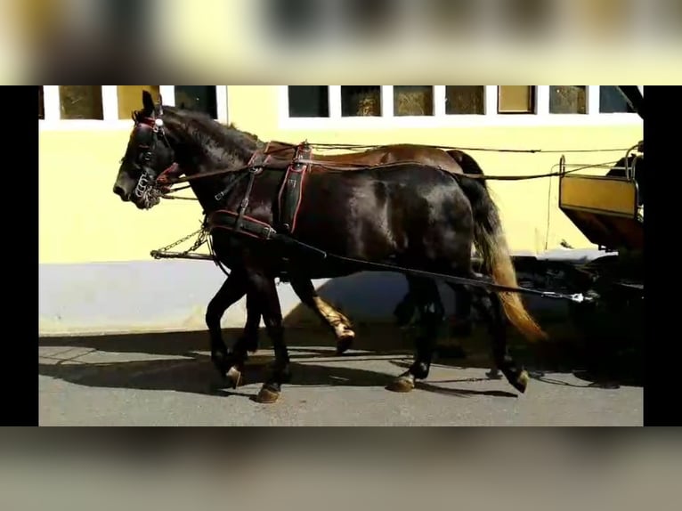 Warmblood pesado Yegua 4 años 163 cm Tordillo negro in Kamenz
