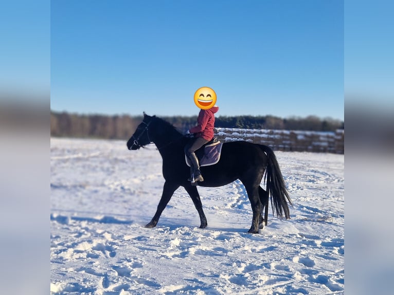 Warmblood pesado Yegua 4 años 165 cm  in Lutherstadt Wittenberg