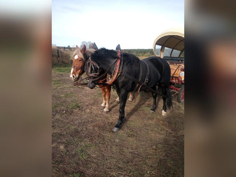 Warmblood pesado Yegua 4 años 165 cm  in Lutherstadt Wittenberg