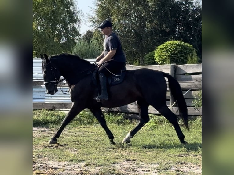 Warmblood pesado Yegua 4 años 165 cm Negro in Leer (Ostfriesland)Leer