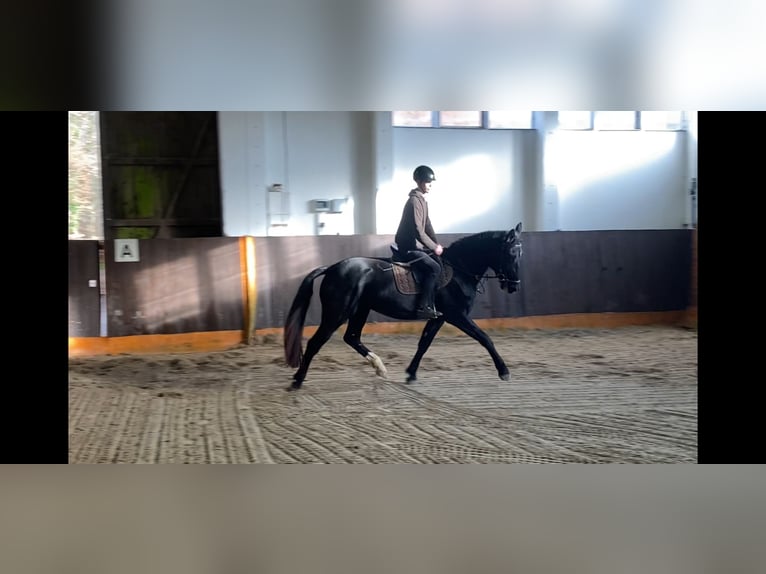Warmblood pesado Yegua 4 años 166 cm Negro in Burgstädt