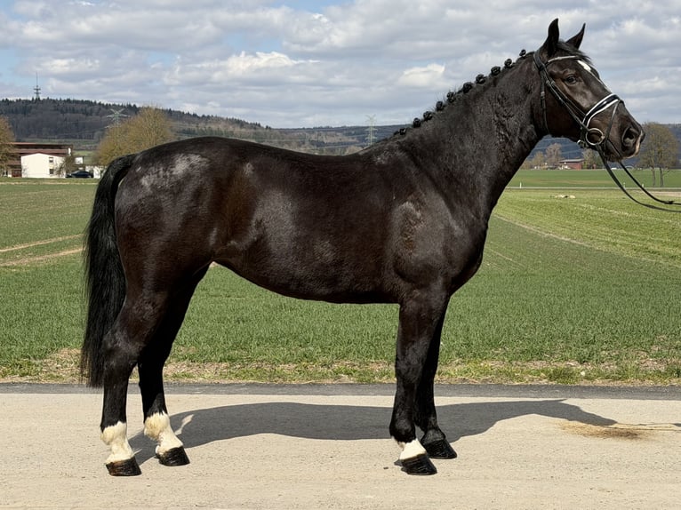 Warmblood pesado Yegua 4 años 167 cm Negro in Riedlingen