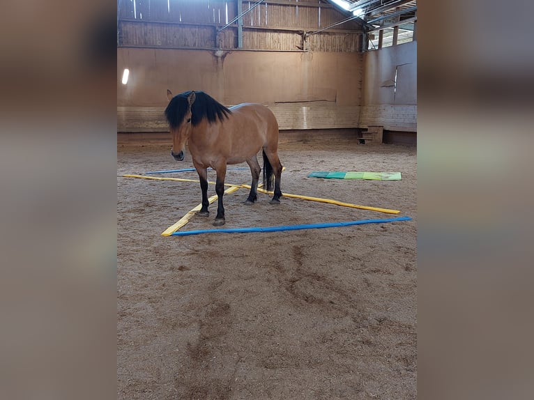 Warmblood pesado Mestizo Yegua 5 años 153 cm Bayo in Kaisersbach