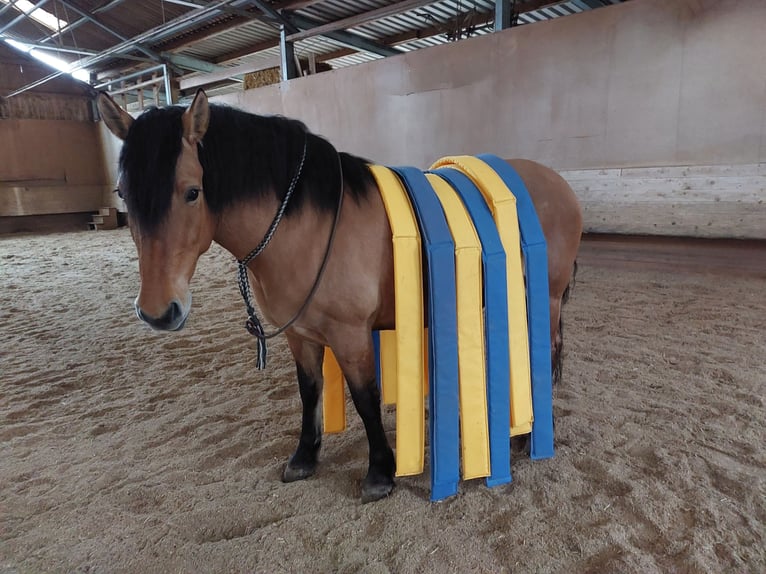 Warmblood pesado Mestizo Yegua 5 años 153 cm Bayo in Kaisersbach