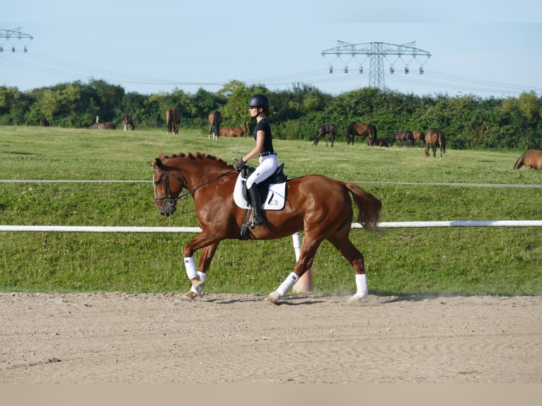 Warmblood pesado Yegua 5 años 162 cm Alazán in Ganschow