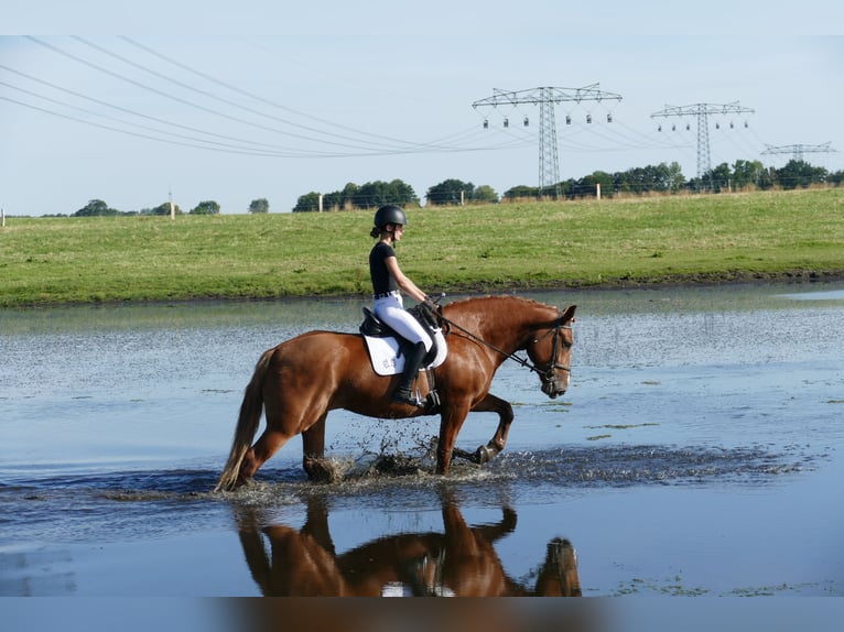 Warmblood pesado Yegua 5 años 162 cm Alazán in Ganschow