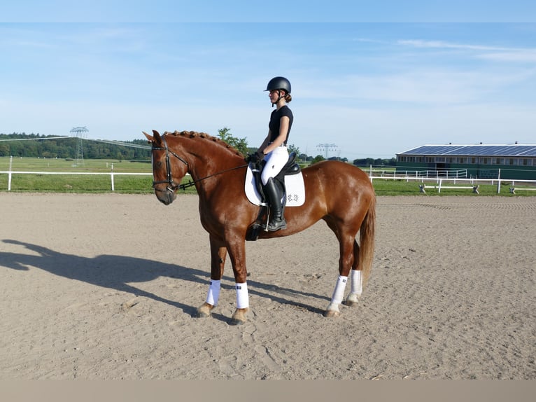 Warmblood pesado Yegua 5 años 162 cm Alazán in Ganschow