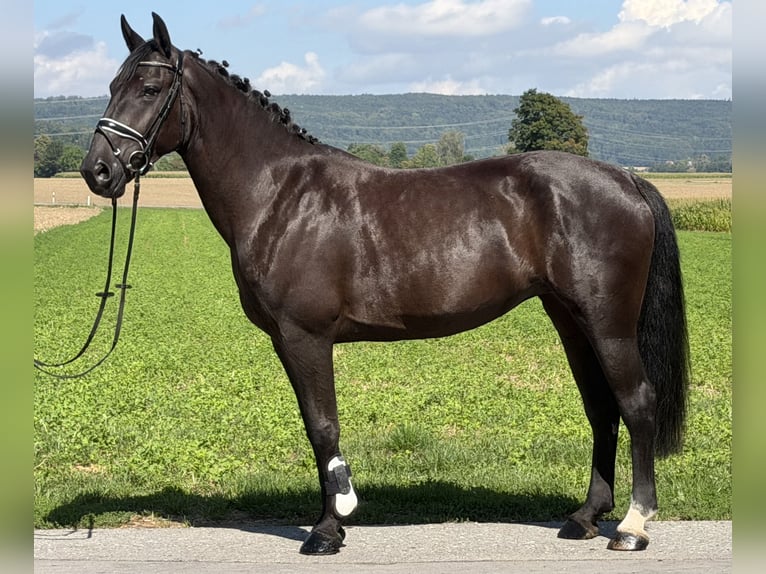 Warmblood pesado Yegua 5 años 162 cm Negro in Riedlingen