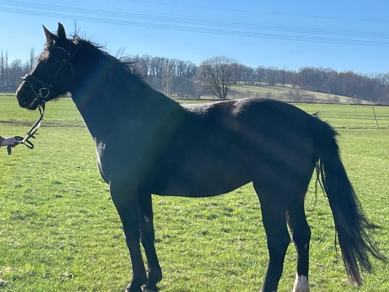 Warmblood pesado Yegua 5 años 163 cm Negro in Chemnitz, Sachsen