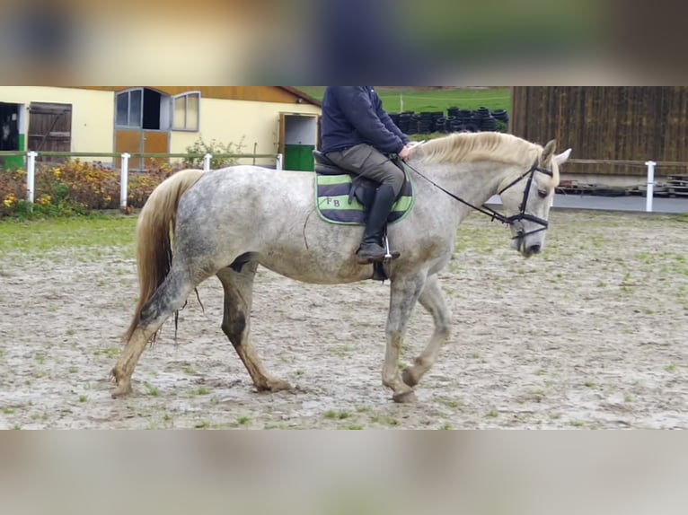 Warmblood pesado Yegua 5 años 165 cm Tordo in Kamenz