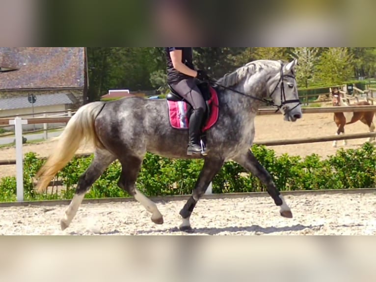 Warmblood pesado Yegua 5 años 165 cm Tordo in Kamenz