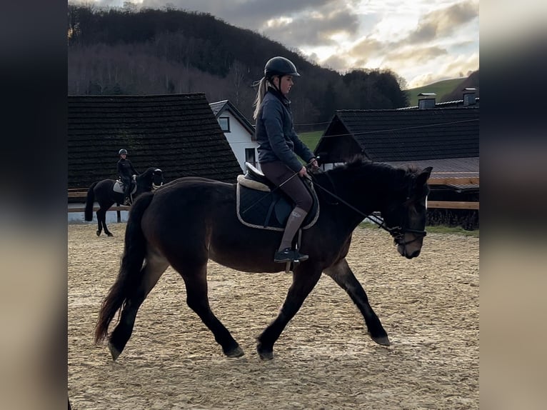 Warmblood pesado Yegua 6 años 157 cm Castaño oscuro in Meschede