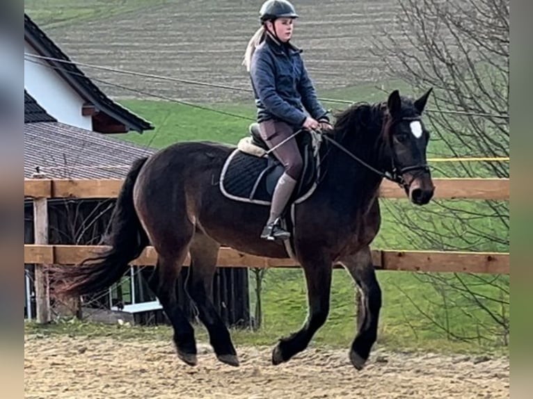 Warmblood pesado Yegua 6 años 157 cm Castaño oscuro in Meschede