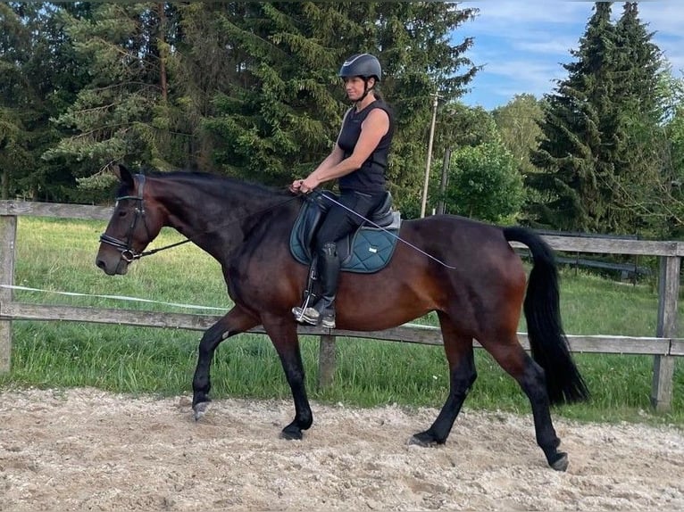 Warmblood pesado Yegua 6 años 160 cm Castaño oscuro in Klipphausen