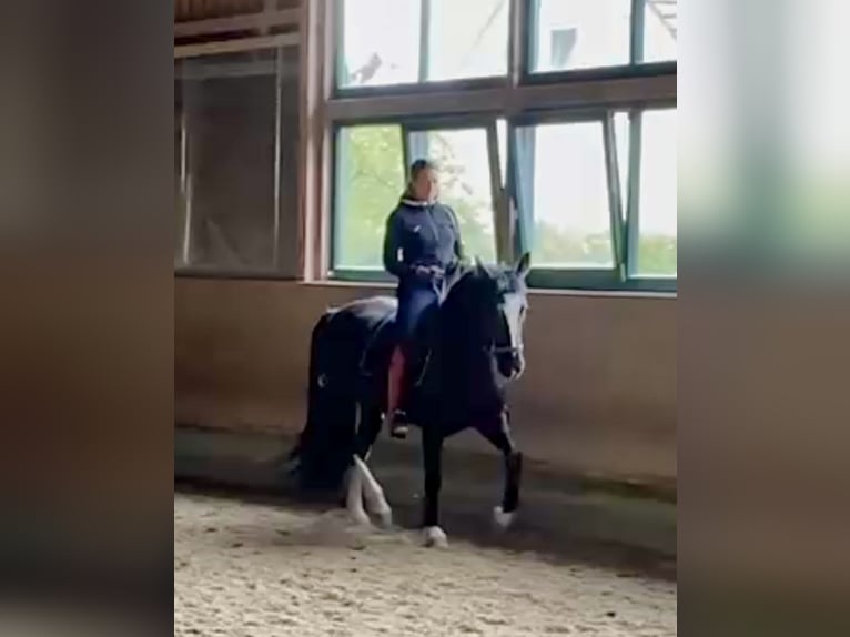 Warmblood pesado Yegua 6 años 161 cm Rabicano in Berkheim