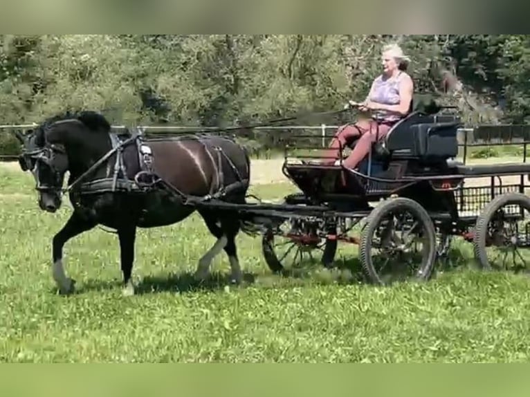 Warmblood pesado Yegua 6 años 161 cm Rabicano in Berkheim