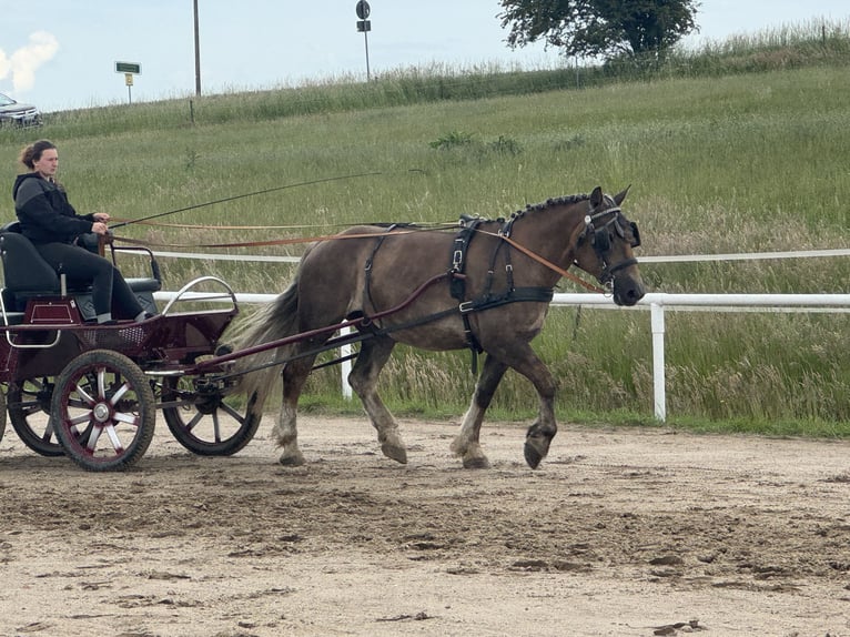 Warmblood pesado Yegua 6 años 163 cm Alazán-tostado in Ganschow
