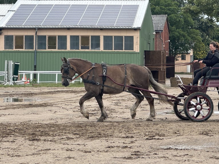 Warmblood pesado Yegua 6 años 163 cm Alazán-tostado in Ganschow