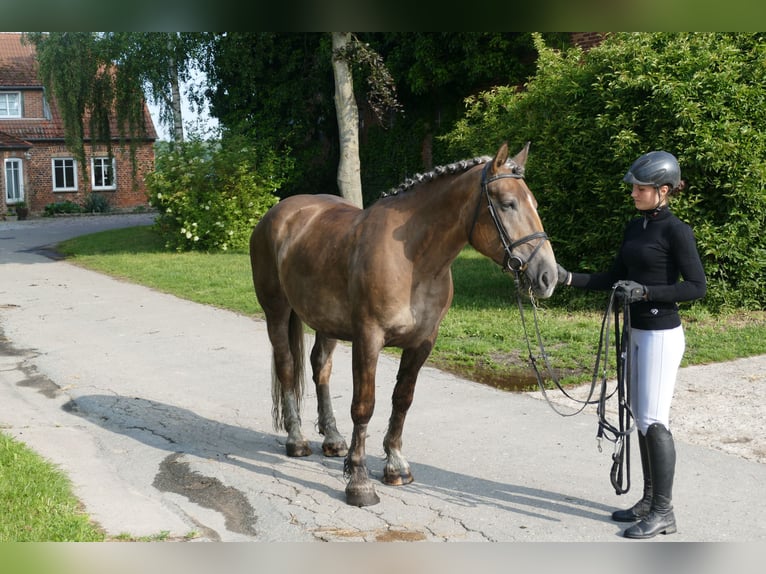 Warmblood pesado Yegua 6 años 163 cm Alazán-tostado in Ganschow