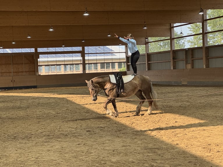 Warmblood pesado Yegua 6 años 163 cm Alazán-tostado in Ganschow