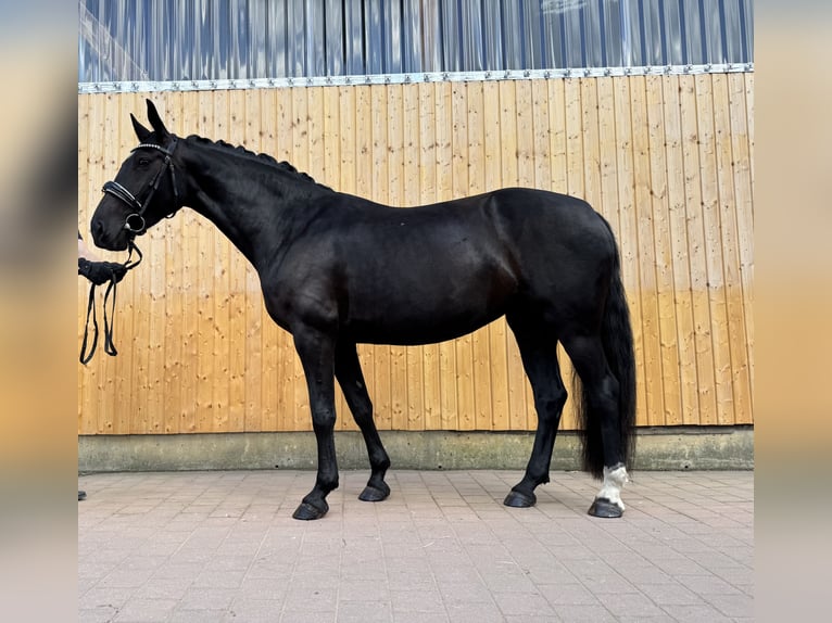 Warmblood pesado Yegua 6 años 165 cm Morcillo in Schildow