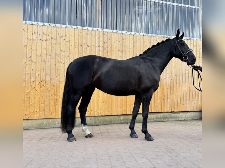 Warmblood pesado Yegua 6 años 165 cm Morcillo in Schildow