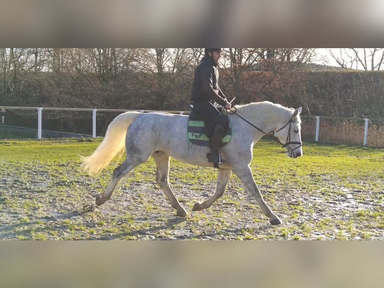 Warmblood pesado Yegua 6 años 165 cm Tordo in Kamenz