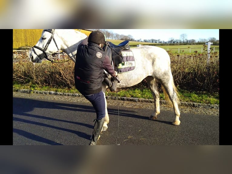 Warmblood pesado Yegua 6 años 165 cm Tordo in Kamenz