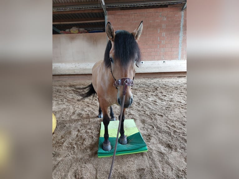 Warmblood pesado Yegua 7 años 149 cm Bayo in Kaisersbach