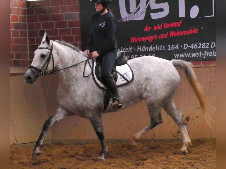 Warmblood pesado Mestizo Yegua 7 años 160 cm in Dorsten