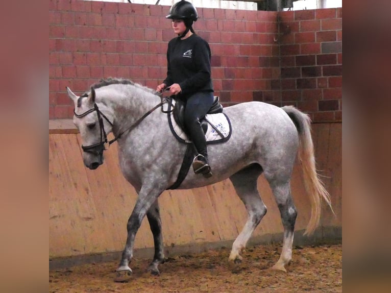 Warmblood pesado Mestizo Yegua 7 años 160 cm in Dorsten