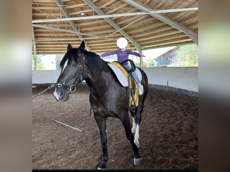 Warmblood pesado Yegua 7 años 162 cm Castaño oscuro in Griesstätt