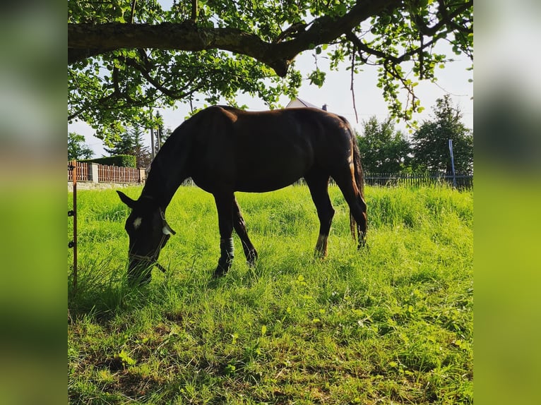 Warmblood pesado Yegua 7 años 165 cm Morcillo in Pößneck