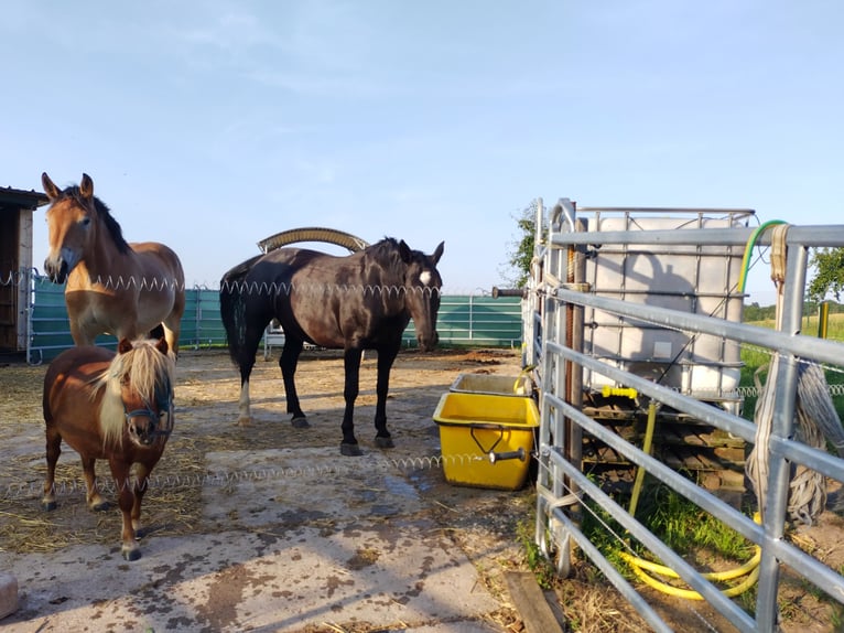 Warmblood pesado Yegua 7 años 165 cm Morcillo in Pößneck