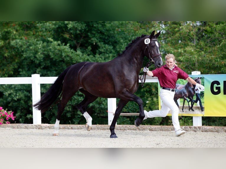 Warmblood pesado Yegua 8 años 162 cm Negro in Langwedel