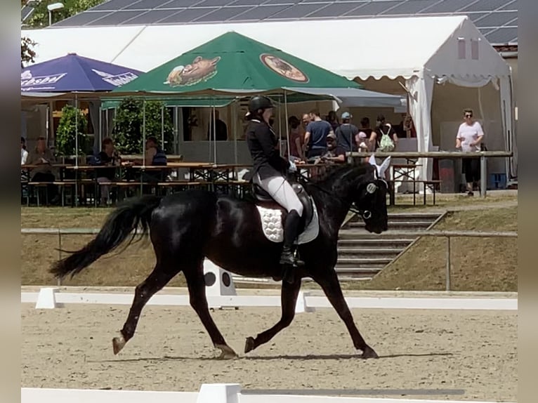 Warmblood pesado Yegua 8 años 165 cm Negro in Zeil am Main