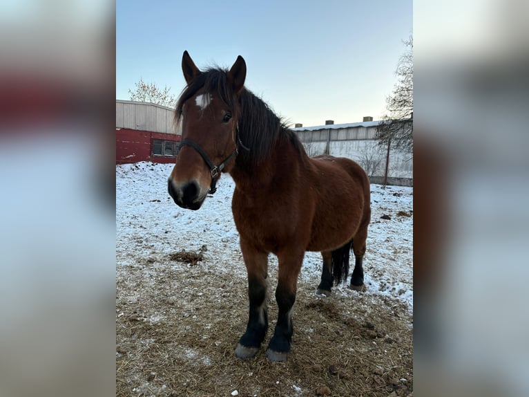 Warmblood pesado Yegua 8 años 167 cm Castaño in Neustadt an der Orla