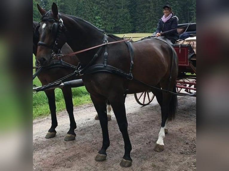 Warmblood pesado Yegua 8 años 168 cm Castaño in Lo&#xDF;burg