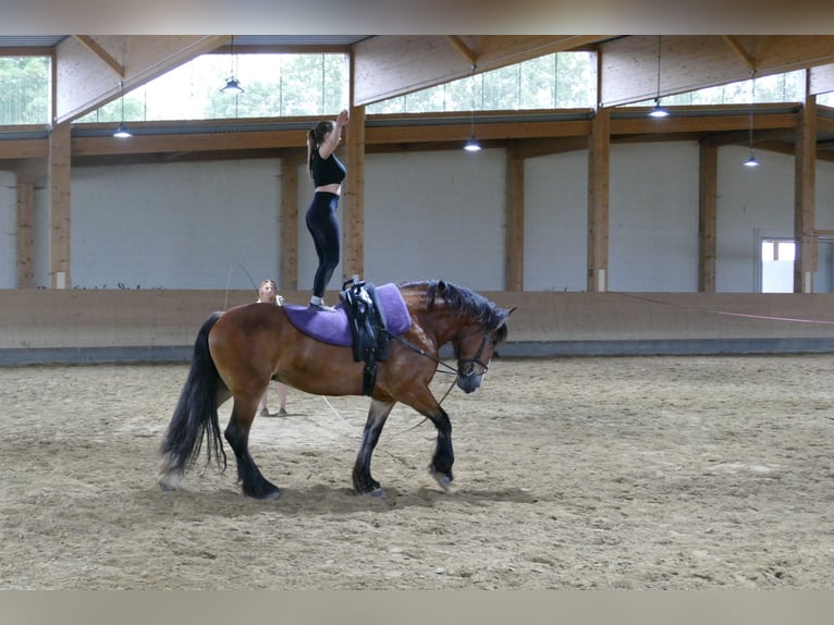 Warmblood pesado Yegua 8 años 169 cm Castaño in Ganschow