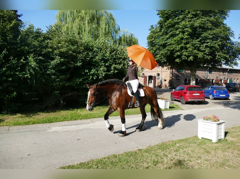 Warmblood pesado Yegua 8 años 169 cm Castaño in Ganschow