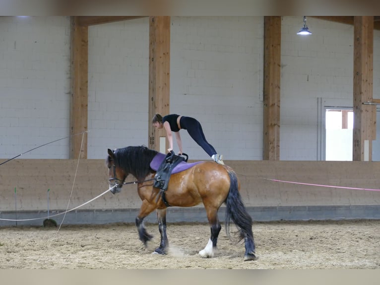 Warmblood pesado Yegua 8 años 169 cm Castaño in Ganschow