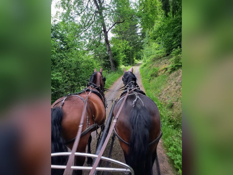 Warmblood pesado Yegua 8 años  in Gemünden (Wohra)