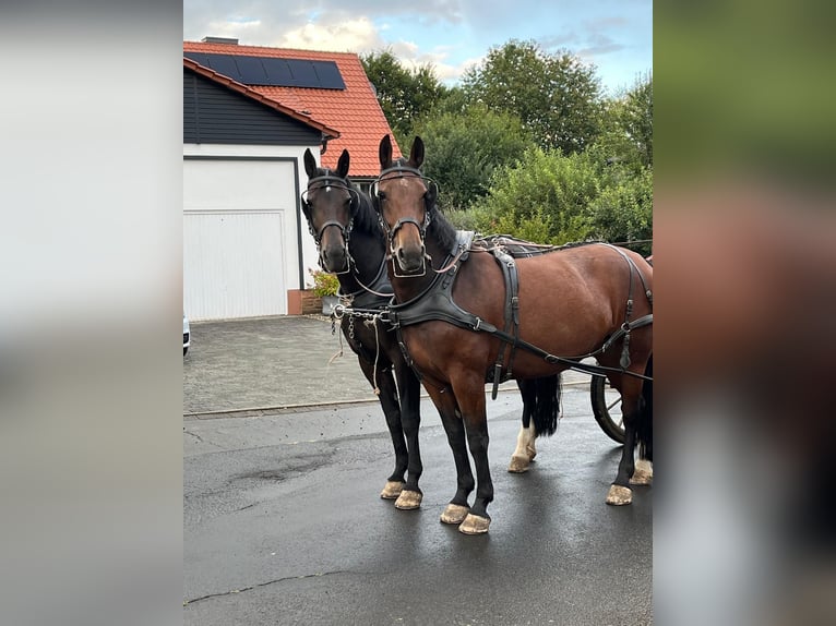 Warmblood pesado Yegua 8 años  in Gemünden (Wohra)