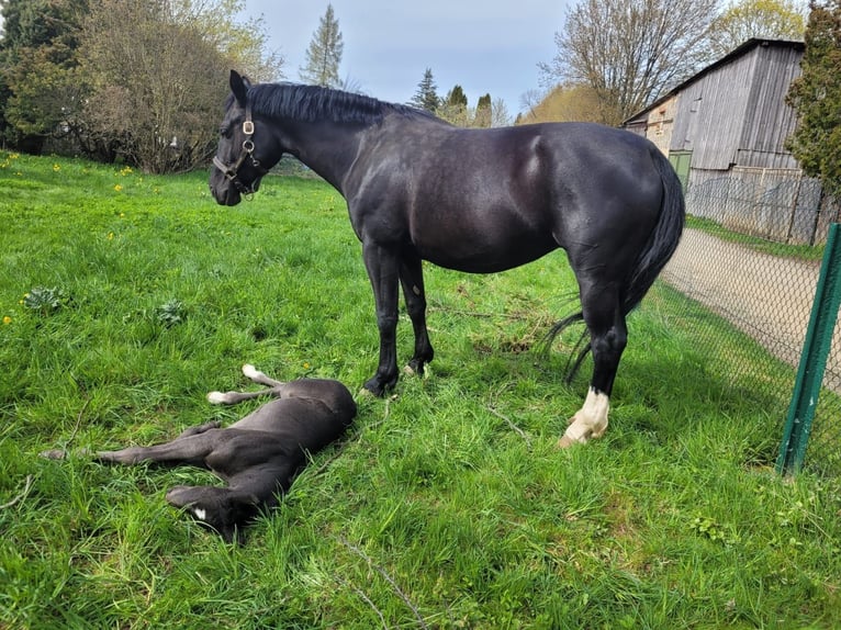 Warmblood pesado Yegua 9 años 165 cm Negro in Oberharz am Brocken