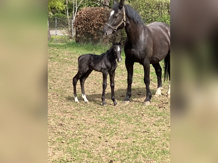 Warmblood pesado Yegua 9 años 165 cm Negro in Oberharz am Brocken
