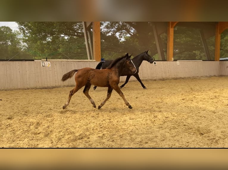 Warmblood pesado Yegua Potro (04/2024) 165 cm Negro in Ascheberg