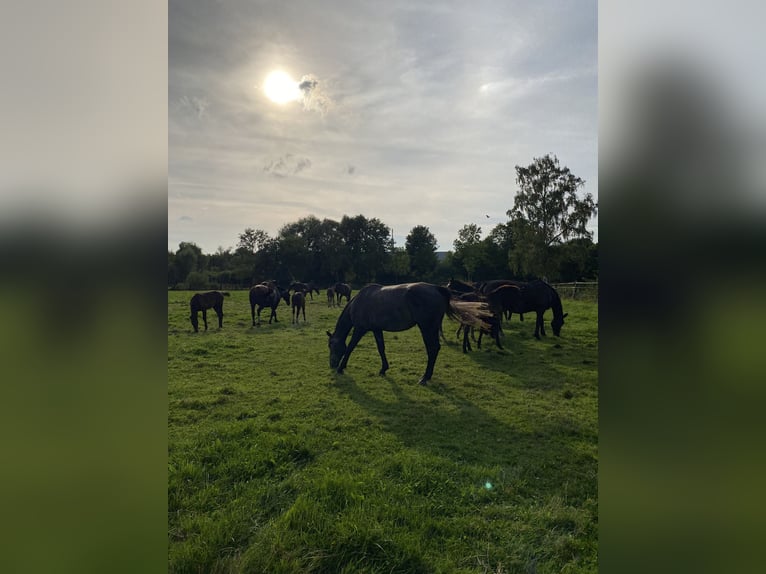 Warmblood pesado Yegua Potro (04/2024) 165 cm Negro in Ascheberg